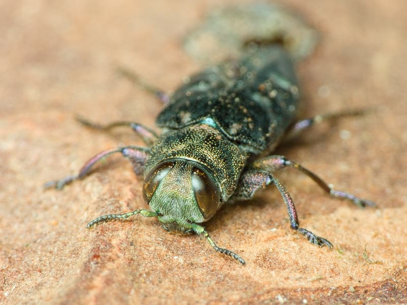 Chrysobothris igniventris Reitter, 1895